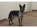 Adopt 84958 Riley a Black Australian Cattle Dog / Mixed dog in Spanish Fork