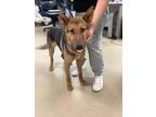 Adopt Asher a Red/Golden/Orange/Chestnut Husky / Mixed dog in Fort Worth