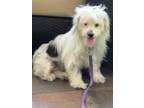 Adopt PRECIOUS a White - with Black Havanese / Chinese Crested / Mixed dog in