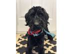 Adopt Bates a Black Standard Schnauzer / Mixed dog in WAYNE, NJ (41147823)