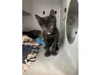 Adopt Flynn a All Black Domestic Shorthair / Mixed (short coat) cat in Anoka