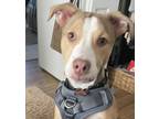 Adopt Piper a Tan/Yellow/Fawn - with White American Pit Bull Terrier / Mixed dog