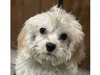 Adopt Lissane Jacko CAVACHON a White - with Tan, Yellow or Fawn Cavalier King