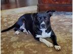 Adopt Jack a Black - with White Border Collie / American Pit Bull Terrier /