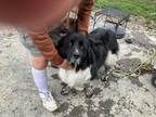 Adopt Bella a Black - with White Newfoundland / Mixed dog in Forestville