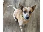 Adopt Hazel a Red/Golden/Orange/Chestnut Australian Cattle Dog / Mixed dog in