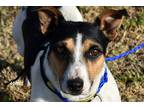 Adopt Spike a White - with Brown or Chocolate Jack Russell Terrier / Mixed dog