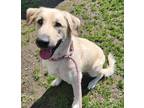 Adopt Daisy a Mixed Breed (Large) / Mixed dog in Spokane Valley, WA (41442069)