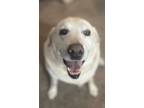 Adopt Mya a White Labrador Retriever / Mixed dog in Lebanon, TN (41442067)
