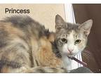 Adopt Princess a Calico or Dilute Calico Calico / Mixed (short coat) cat in San