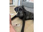 Adopt rayne a Black - with White American Pit Bull Terrier / Mastiff / Mixed dog