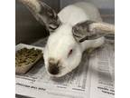 Adopt Benito a Californian / Mixed rabbit in Houston, TX (41442057)