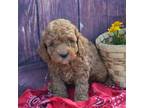 Mutt Puppy for sale in Greenwood, WI, USA