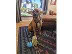 Adopt Dante a Tan/Yellow/Fawn - with White Black Mouth Cur / Shepherd (Unknown