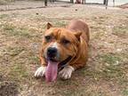 Adopt JACK a Red/Golden/Orange/Chestnut Staffordshire Bull Terrier / Mixed dog