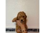 Poodle (Toy) Puppy for sale in Sacramento, CA, USA
