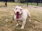 Adopt BIRDIE a White Staffordshire Bull Terrier / Mixed dog in Tustin