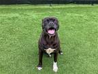 Adopt PINECONE a Black Boxer / Pit Bull Terrier / Mixed dog in Tustin