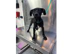 Adopt Jesse Lopez a Black Mixed Breed (Medium) dog in New York, NY (41399252)