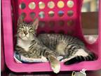 Adopt Jace a Brown Tabby Domestic Shorthair (short coat) cat in Roseville