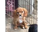 Cavalier King Charles Spaniel Puppy for sale in Benndale, MS, USA