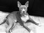 Adopt Burt a Gray/Blue/Silver/Salt & Pepper American Pit Bull Terrier / Mixed