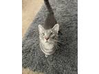 Adopt Prancer a Gray or Blue American Shorthair / Mixed (short coat) cat in