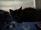 Adopt Nada Surf a All Black Domestic Shorthair / Domestic Shorthair / Mixed cat