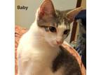 Adopt Baby a Calico or Dilute Calico Calico / Mixed (short coat) cat in San