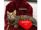 Adopt Valentina a Domestic Shorthair cat in Calimesa, CA (40426419)