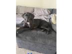 Adopt Lola a Black Labrador Retriever / Pointer / Mixed dog in Gunnison
