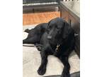 Adopt Blake a Black Labrador Retriever / Mixed dog in Chino, CA (41441977)