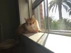 Adopt Xia a Orange or Red Tabby Domestic Longhair / Mixed (long coat) cat in