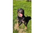 Adopt Dexter a Black - with Tan, Yellow or Fawn Labrador Retriever / Bernese