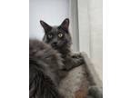 Adopt Blue a Gray or Blue Domestic Longhair / Mixed (medium coat) cat in