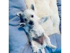 West Highland White Terrier Puppy for sale in Olathe, KS, USA