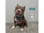 Adopt Skylar a Brown/Chocolate - with White Pit Bull Terrier / Mixed dog in