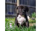 Adopt Zodiac Litter:Pisces a Black - with White American Staffordshire Terrier