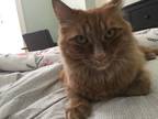 Adopt Xo a Orange or Red Tabby Domestic Longhair / Mixed (long coat) cat in