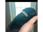 Rottweiler Puppy for sale in Bassett, VA, USA
