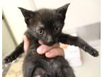 Adopt 5/16 a All Black Domestic Shorthair / Domestic Shorthair / Mixed cat in