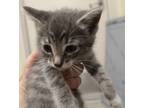 Adopt 5/16 a Gray or Blue Domestic Shorthair / Domestic Shorthair / Mixed cat in