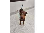 Adopt Ellis-ADOPTED a Black Doberman Pinscher / Mixed dog in Atlanta