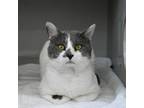 Adopt Duncan a White Domestic Shorthair / Domestic Shorthair / Mixed cat in