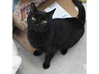 Adopt Shishi a All Black Domestic Shorthair / Domestic Shorthair / Mixed cat in