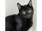 Adopt Kehlani a All Black Domestic Shorthair / Domestic Shorthair / Mixed cat in