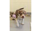 Adopt Sandy a White American Pit Bull Terrier / Australian Cattle Dog / Mixed