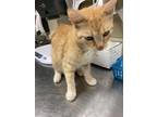 Adopt Kiya a Orange or Red Domestic Shorthair / Domestic Shorthair / Mixed cat