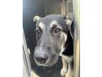 Adopt 55902004 a Black German Shepherd Dog / Mixed dog in Fort Worth
