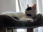 Adopt Peekaboo a White Domestic Shorthair / Domestic Shorthair / Mixed cat in